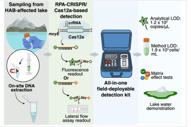 A diagram of the steps involved in sample collection and testing using portable biosensing technology.